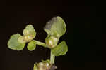 American golden saxifrage